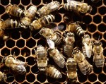 normal_ruche-abeilles.jpg